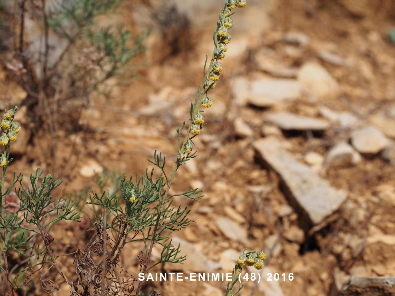 Mugwort, White